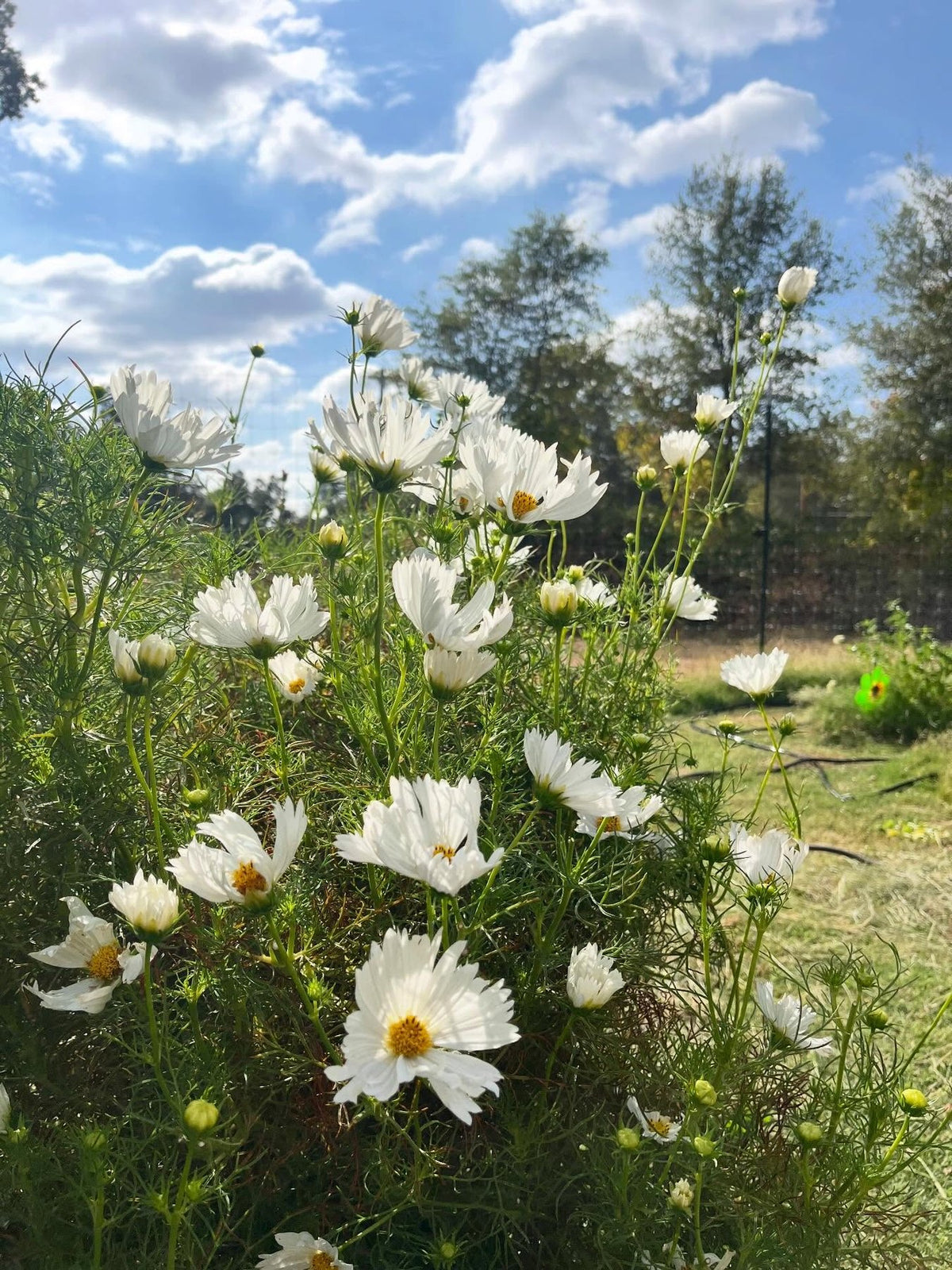 White cosmos in the garden