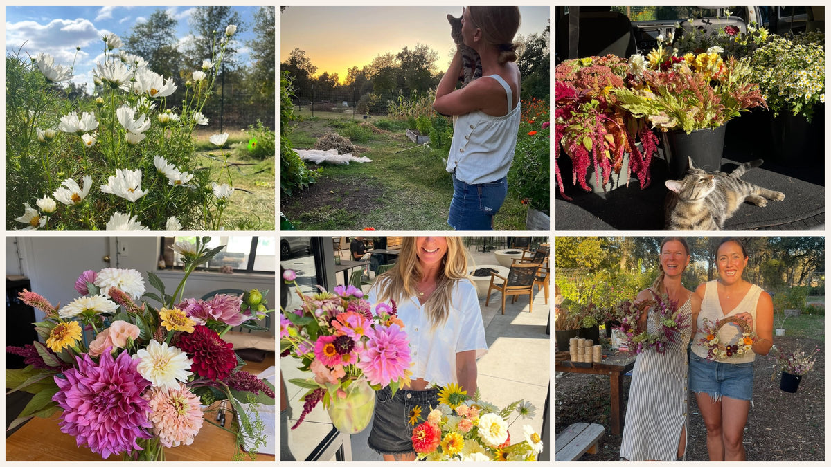 A collage of the Fox Creek garden