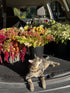 Buckets of amaranth, zinnias, and daisies cut from the Fox Creek garden